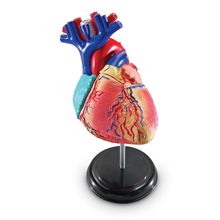 Learning Resources Heart Anatomy Model 3334